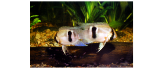 Akara z Maroni (Cleithracara maronii) - najważniejsze informacje o gatunku