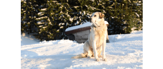 Akbash dog, czyli wierny strażnik i łagodny kompan - Encyklopedia psów