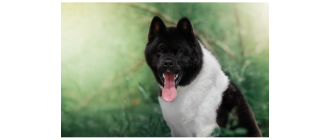 Akita amerykańska - Encyklopedia ras psów