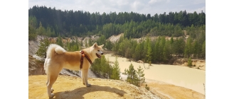 Akita – najważniejsze informacje o rasie