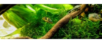 Akwarium holenderskie, czyli podwodny świat roślin