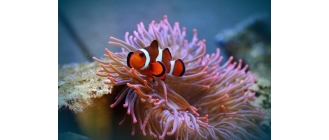 Akwarium słonowodne – jak je założyć?