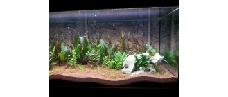 Najpopularniejsze rośliny akwariowe. Czym się kierować przy ich wyborze?