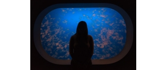 Akwarium na wymiar - na co zwrócić uwagę podczas zamawiania akwarium?