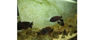 Rodzaje glonów w akwarium. Poznaj skuteczne metody ich usuwania