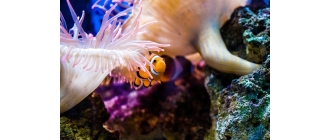 Zakładamy pierwsze akwarium