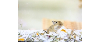 Myszoskoczek – informacje, potrzeby i hodowla