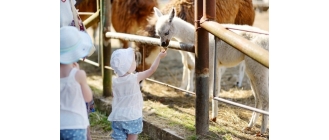 Alpakoterapia, czyli lecznicza moc alpak