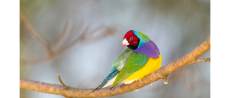 Amadyna wspaniała (Chloebia gouldiae) - wielobarwny ptak