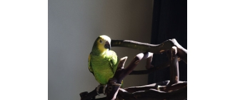 Papuga amazonka – jaki ma charakter i jak o nią dbać?