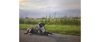 American Bully – najważniejsze informacje o rasie