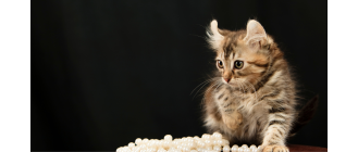 Amerykański curl - encyklopedia ras kotów