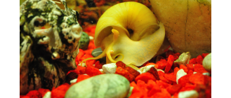 Ślimak ampularia - najważniejsze informacje