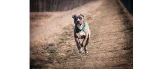 Bezpieczny pies po zmroku