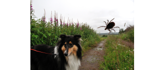 Anaplazmoza u psów - objawy, leczenie, rokowania