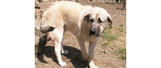 Anatolian (Anatolian shepherd) – Encyklopedia psów