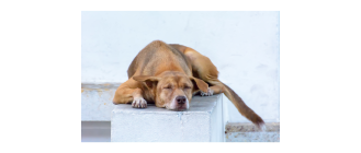 Niedokrwistość (anemia) u psa