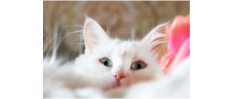 Angora turecka – najważniejsze informacje o rasie