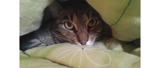 Jak sprawić by kot spał w nocy? Geneza problemu