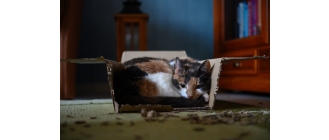 Biegunka u kota – najczęstsze przyczyny i leczenie