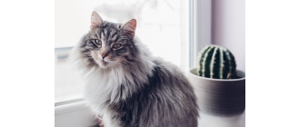 Kot sam w domu. Jak przygotować kota na wyjazd lub na dłuższą nieobecność opiekunów?