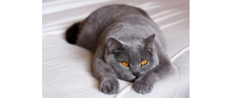 Czym różni się kastracja od sterylizacji? Wyjaśniamy różnicę między kastracją a sterylizacją