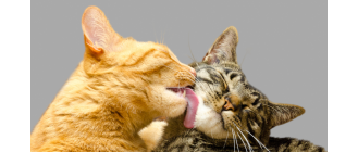 Antykoncepcja u psów i kotów - jakie metody są dostępne?