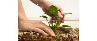 Roślina anubias w akwarium