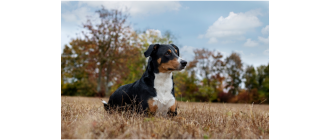 Appenzeller - najważniejsze informacje o rasie. Encyklopedia psów