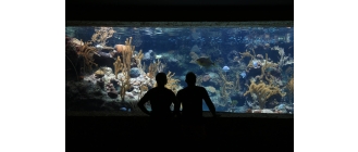 Aranżacja akwarium – w jakim stylu urządzić domowy zbiornik wodny?