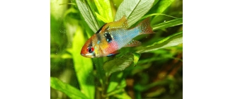 Jakie ryby do pierwszego akwarium?