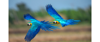 Ara modra - papuga, która wyginęła?