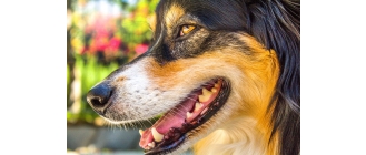 Kaganiec dla psa - jaki wybrać na czas upałów?