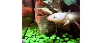 Aksolotl (ambystoma meksykańska) - najważniejsze informacje o gatunku