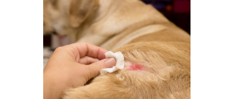 Atopowe zapalenie skóry u psów (AZS)