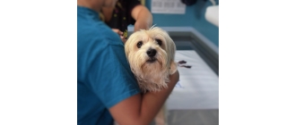 Wszystko o badaniu krwi u psa – przygotowanie psa do pobrania krwi i interpretacja wyników