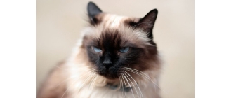 Kot balijski – najważniejsze informacje o rasie. Encyklopedia kotów