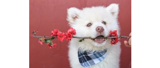 Alfabetyczny spis imion dla suczek i samców psów – lista imion dla psów