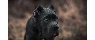 Bandog - potężny pies obrońca o wielkim sercu