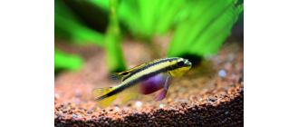 Barwniak czerwonobrzuchy – najważniejsze informacje o gatunku