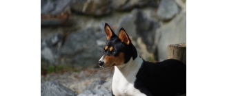 Basenji – najważniejsze informacje o rasie