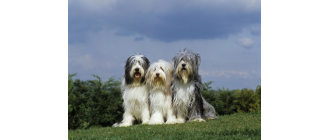 Bearded collie - pasterski pies ze Szkocji. Encyklopedia psów