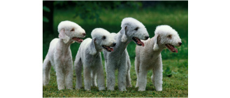Bedlington terrier – czy to owieczka w skórze psa?