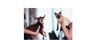 Behawiorysta zwierzęcy - zawód z pasji