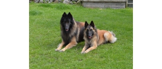 Cieczka u psa – jak wygląda i jak radzić sobie z jej objawami