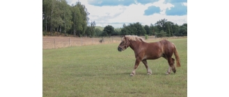 Koń belgijski (belgian horse) – najważniejsze informacje o rasie