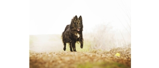 Owczarek belgijski (Groenendael) - najważniejsze informacje o rasie