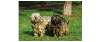 Bergamasco (Owczarek z Bergamo) - Encyklopedia psów