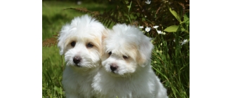 Białe psy – jakie są rasy białych psów? TOP 10 najpopularniejszych psów w białym kolorze!