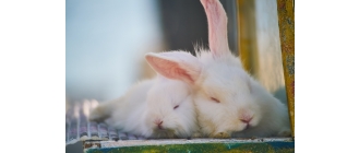 Biegunka u królika – najczęstsze przyczyny i sposoby leczenia